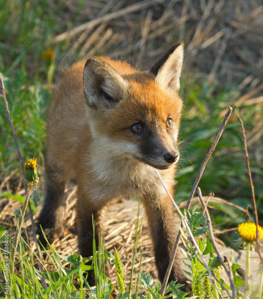 Naklejka premium Red fox cub 