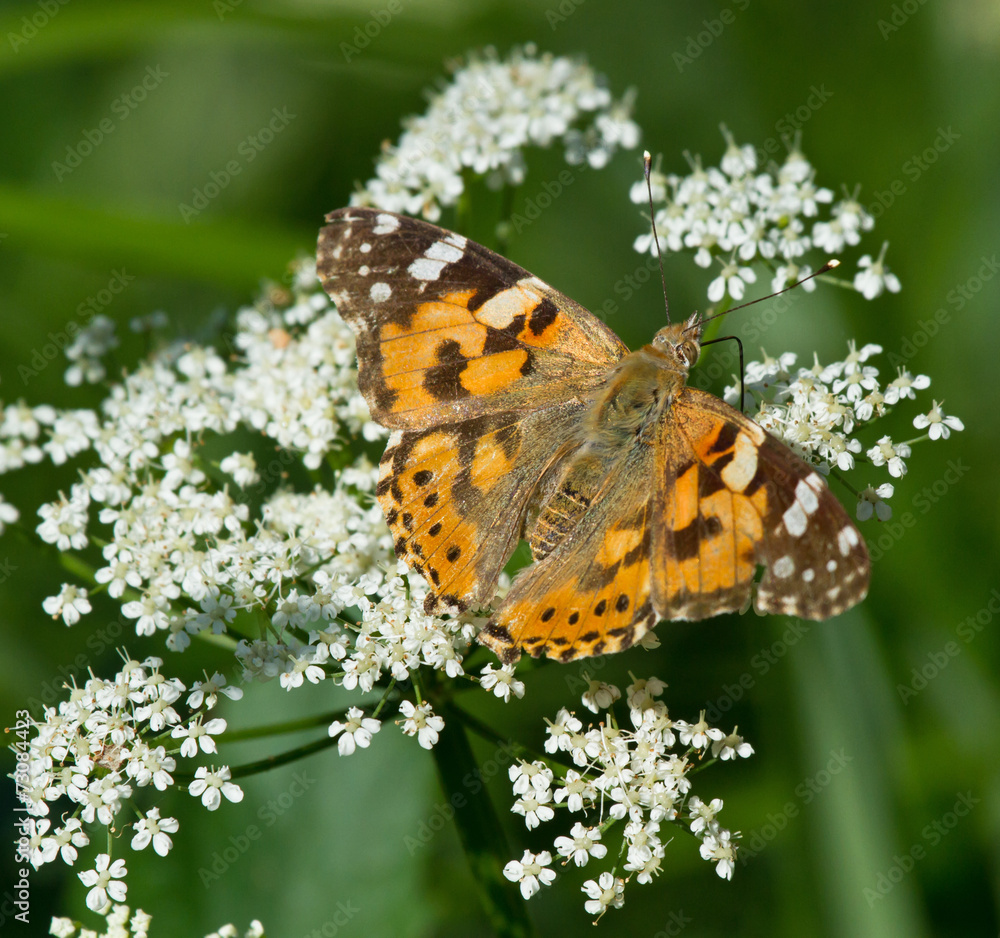 Fototapeta premium Painted Lady butterfly on yarrow flower 