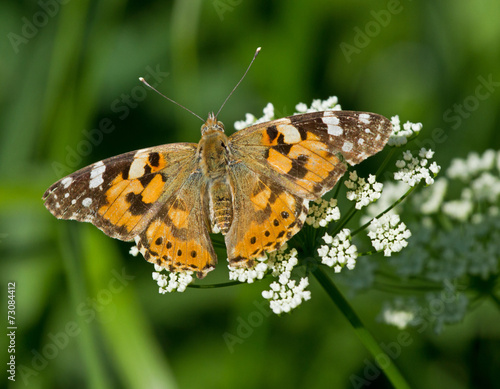 Painted Lady butterfly on yarrow flower 