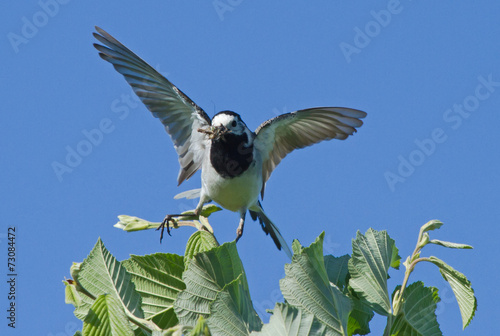 White wagtail cling for tree 