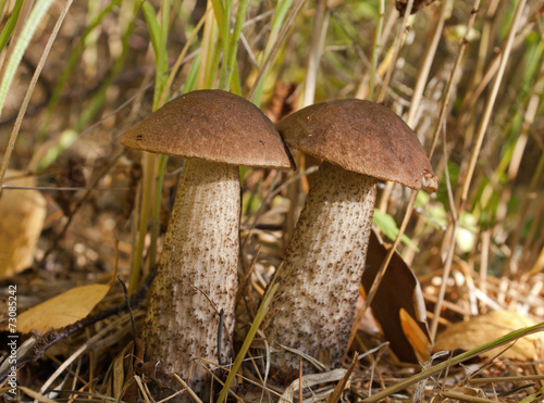 Two birch bolete mushrooms 