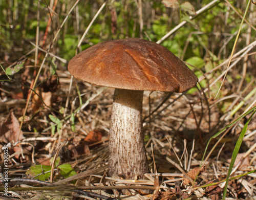 Birch bolete mushroom