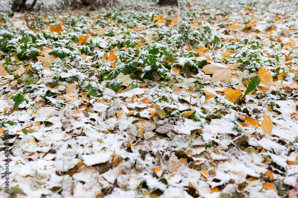 Colorful foliage laying on earth covered with first snowfall