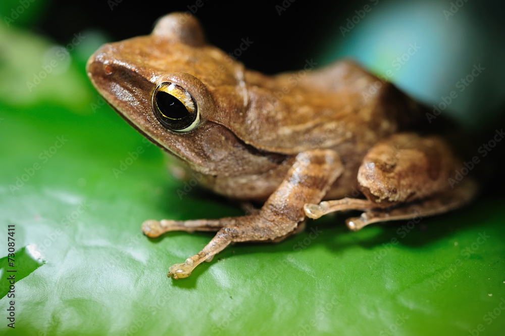 Peacock tree frog Peacock tree frog