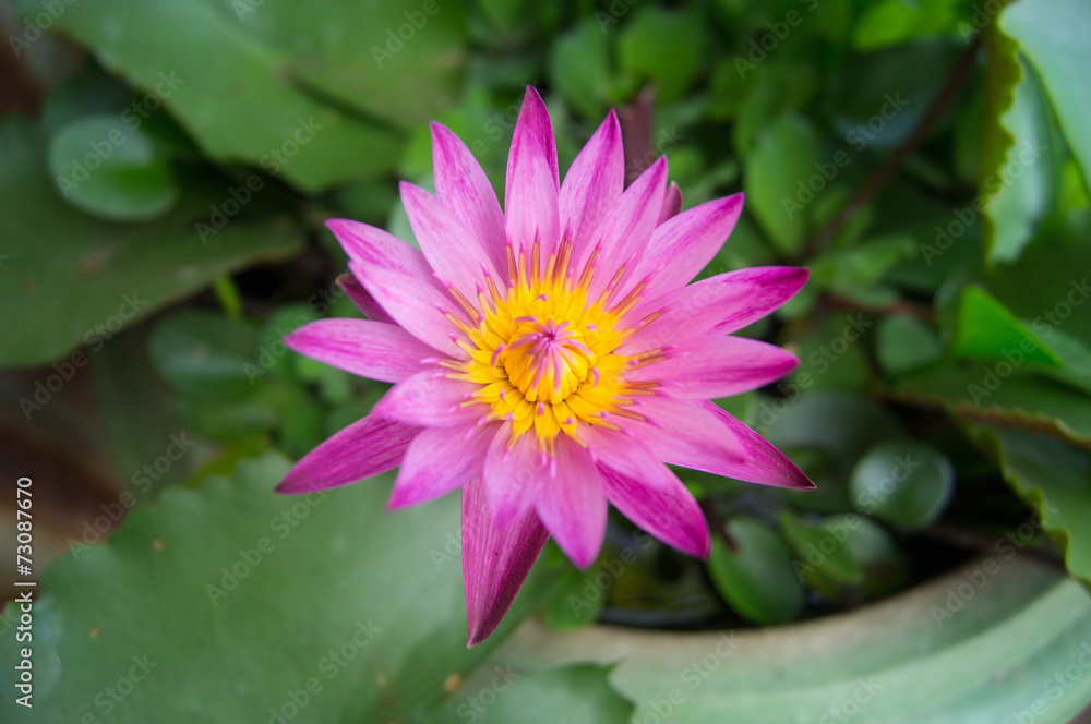 A pink water lilly also called a lotus. A pink water lilly also called a lotus.