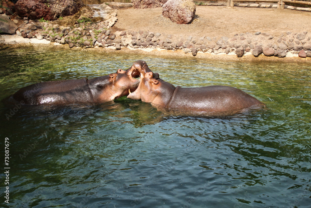 Fototapeta premium hippopotame