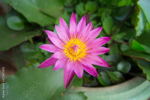 A pink water lilly also called a lotus.