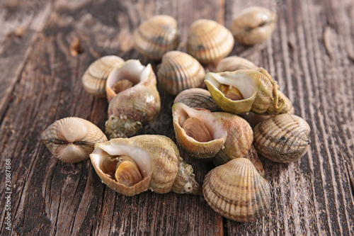 фотографія clam and whelk