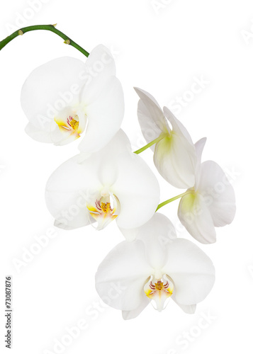 Seven Day Old White Ochid Isolated on White Background. © GLandStudio