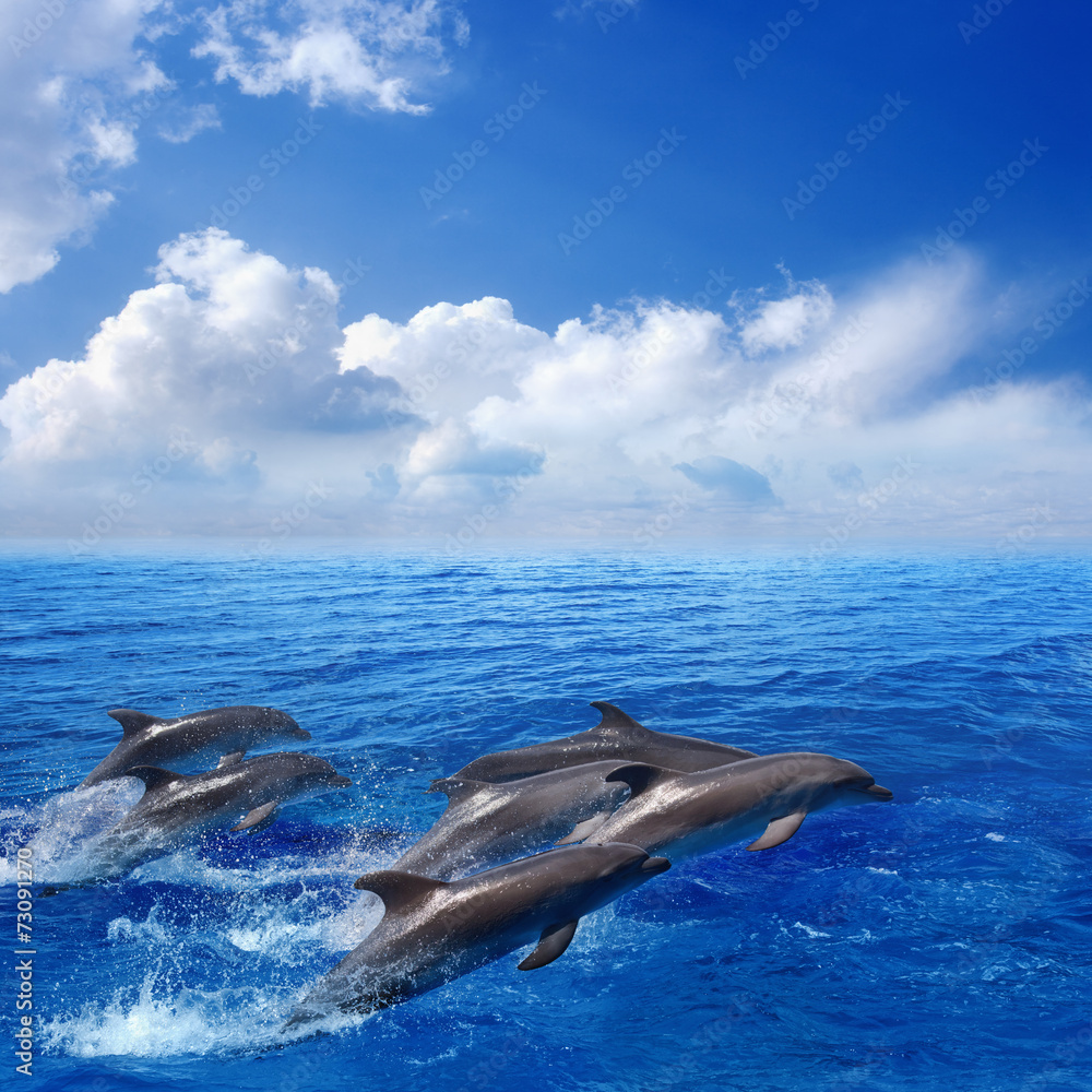 Naklejka premium Dolphin jumping