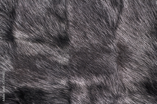 Black fur texture Closeup