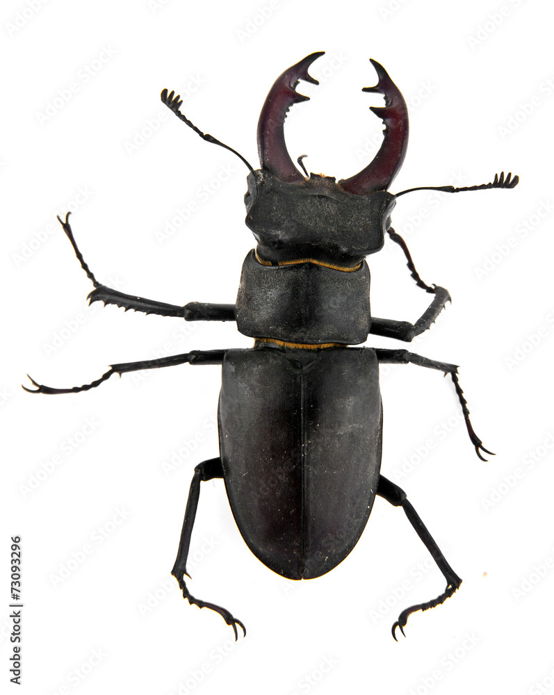 beetle beetle