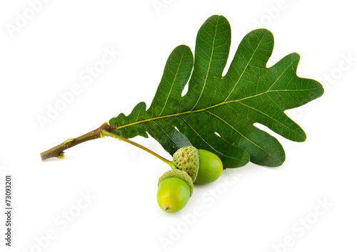 acorns and the oak leaves