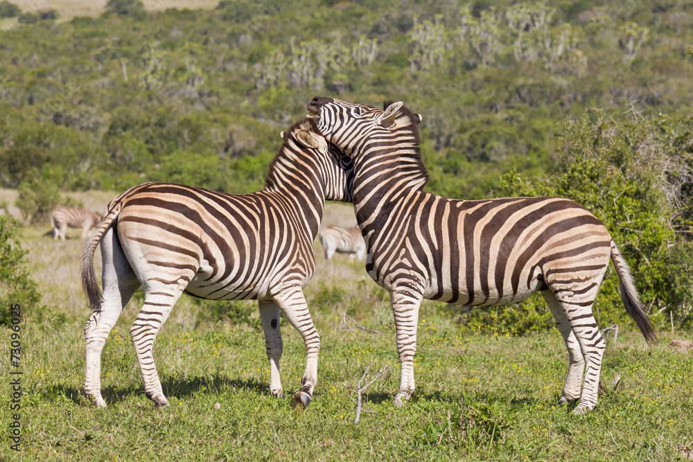 Fototapeta premium Zebras rubbing heads