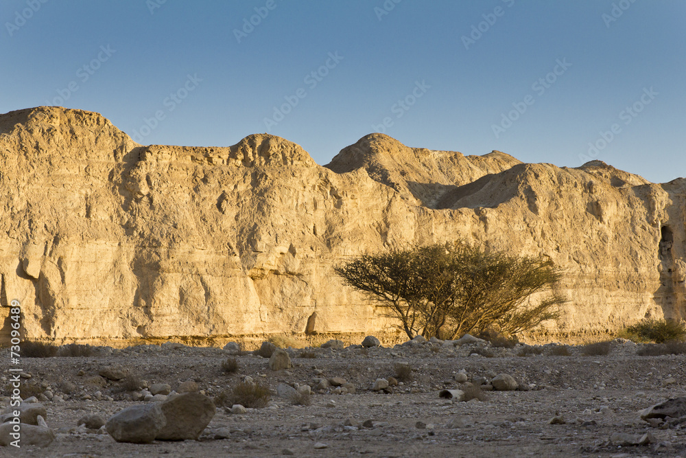Desert tree next stone cliff. 