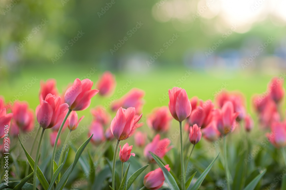 Tulips Tulips