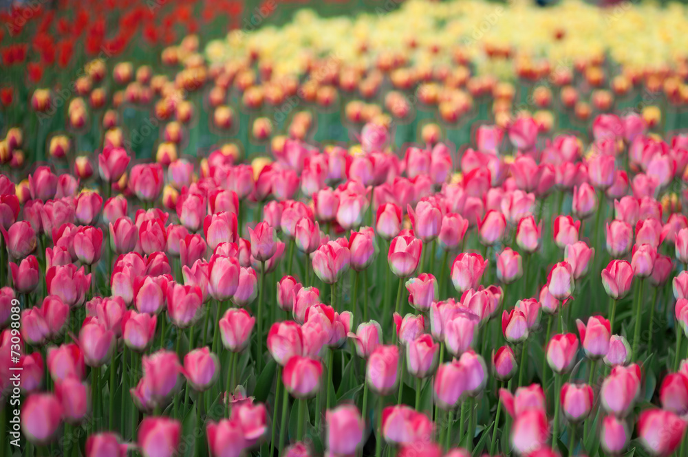 Pink tulips Pink tulips