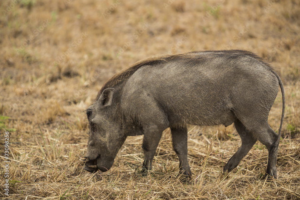 Warthog Warthog