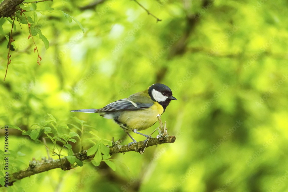 Obraz premium Great tit, parus major