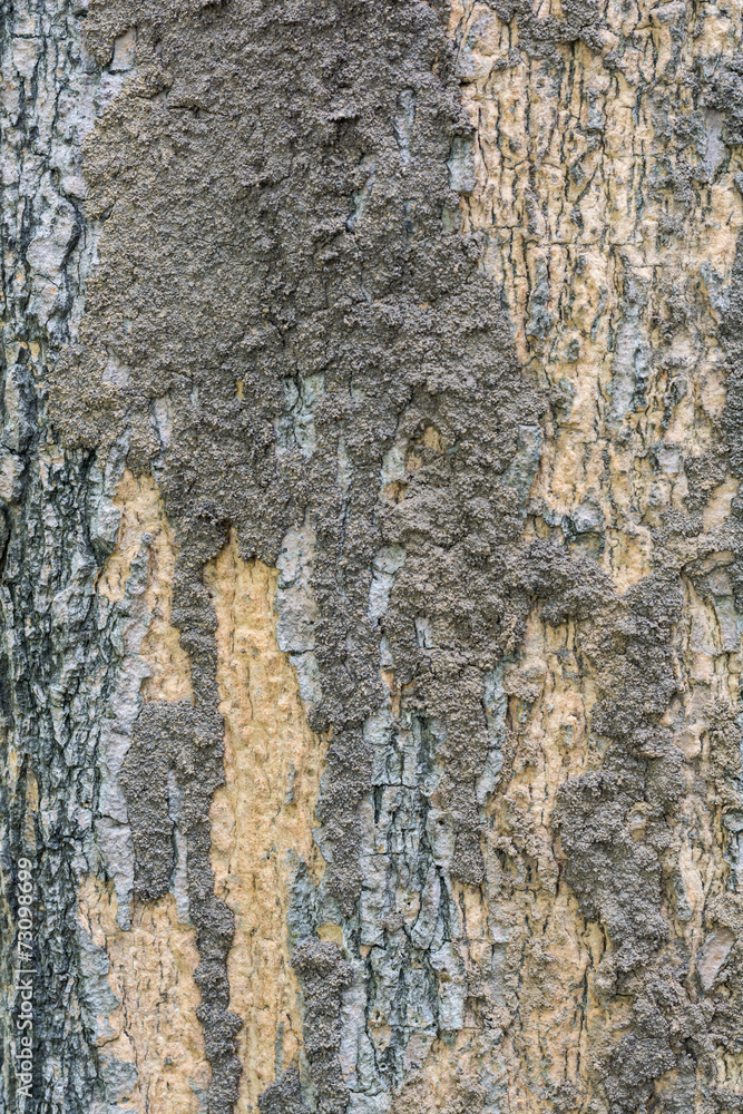 Closeup of termite colony on a bark of a tree Closeup of termite colony on a bark of a tree