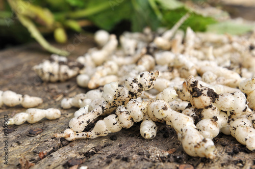 crosnes du Japon