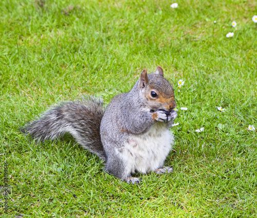 Grauhörnchen