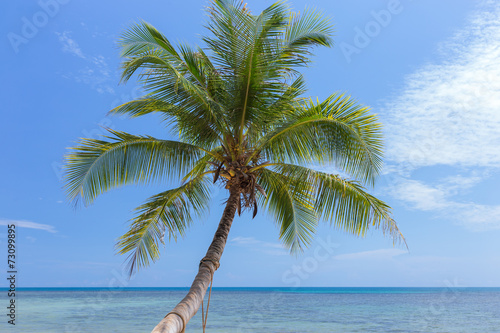 Fototapeta Naklejka Na Ścianę i Meble -  Palm trees