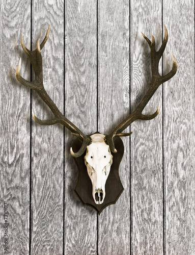 Hirschgeweih auf Holz
