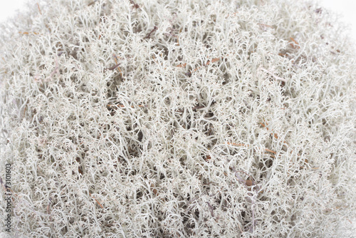 Reindeer lichen (Cladonia rangiferina). Closeup