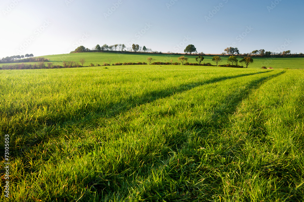 Wiese im Abendlicht