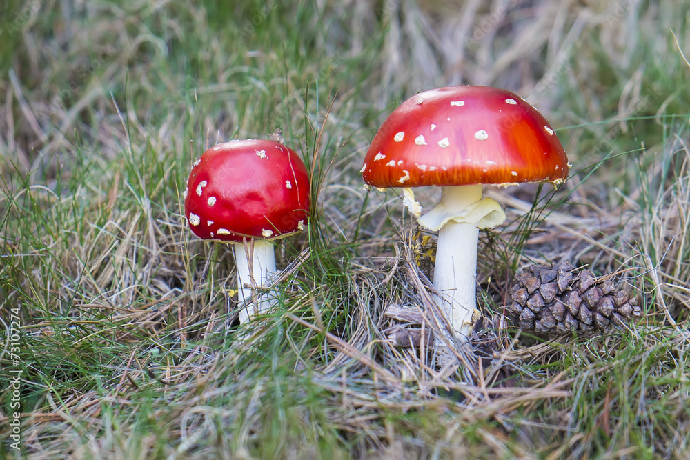 Amanita muscaria en su hábitat natural el pinar de coníferas Amanita muscaria en su hábitat natural el pinar de coníferas