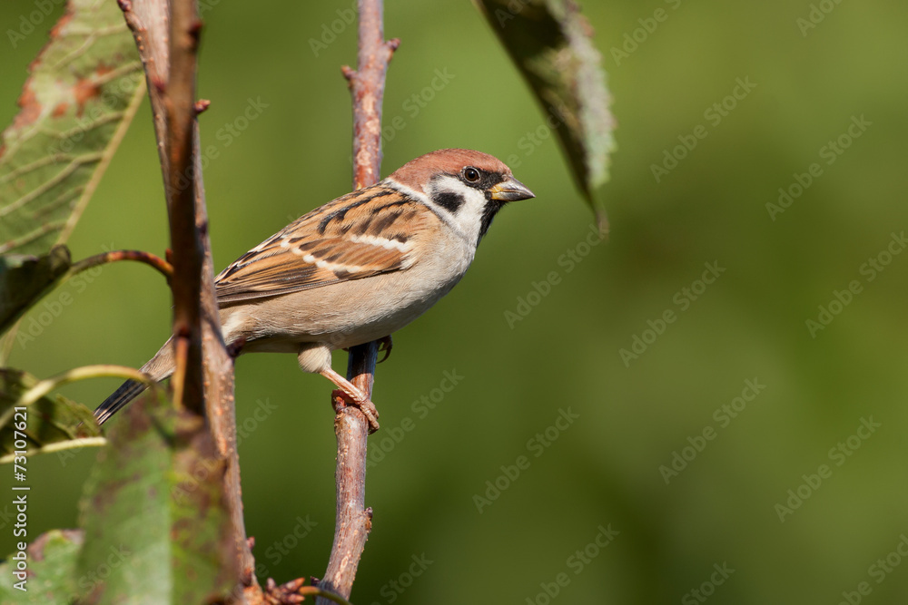 Fototapeta premium Feldsperling