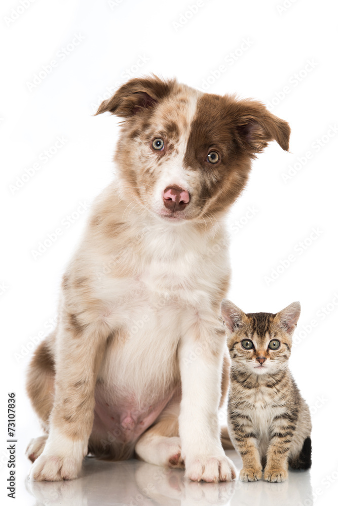 Hund und Katze Hund und Katze
