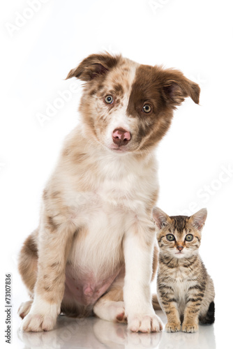 Fototapeta Naklejka Na Ścianę i Meble -  Hund und Katze