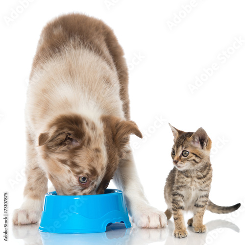 Fototapeta Naklejka Na Ścianę i Meble -  Hund und Katze mit Futternapf