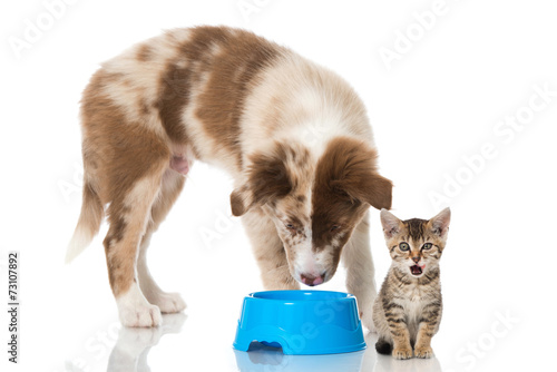 Fototapeta Naklejka Na Ścianę i Meble -  Hund und Katze mit Futternapf