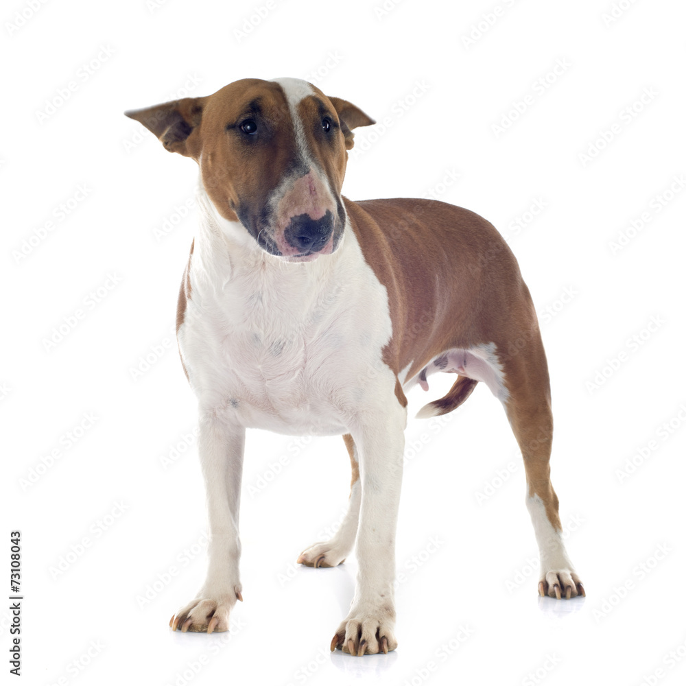 bull terrier