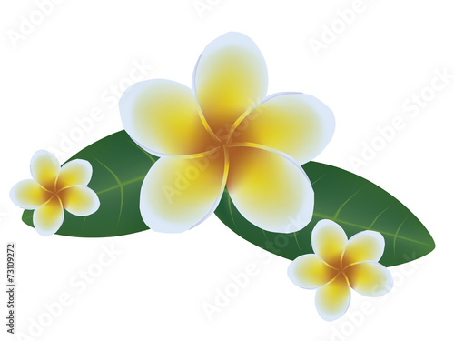 Frangipani, Dok Champa Laos