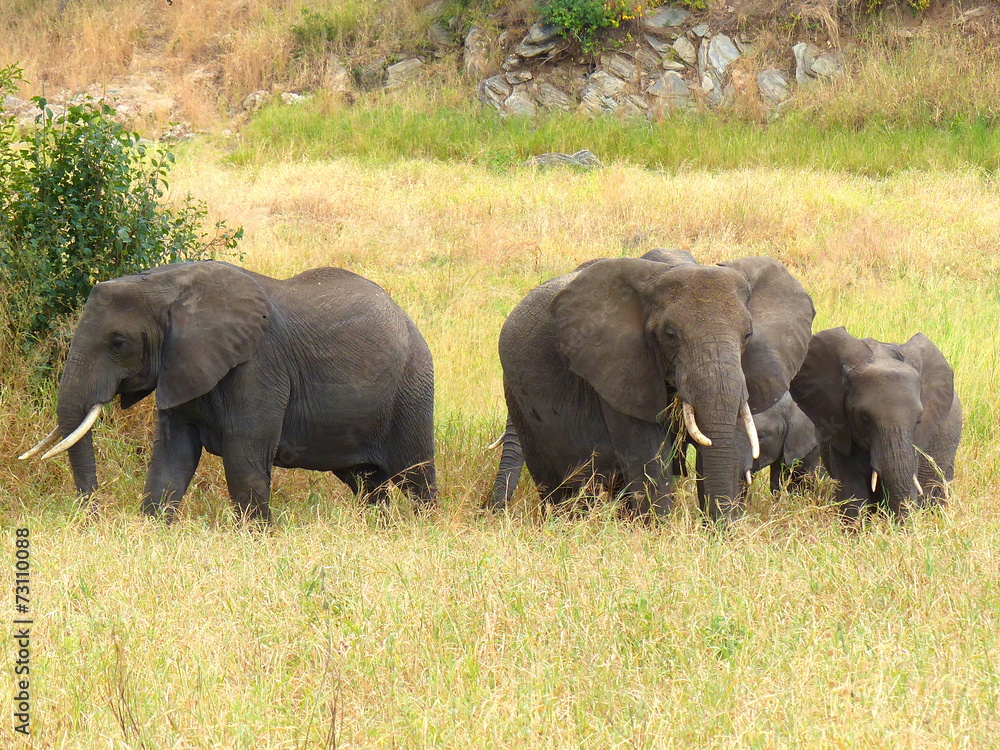 Afrikanische Elefantenherde im Tarangire Nationalpark Tansania Afrikanische Elefantenherde im Tarangire Nationalpark Tansania