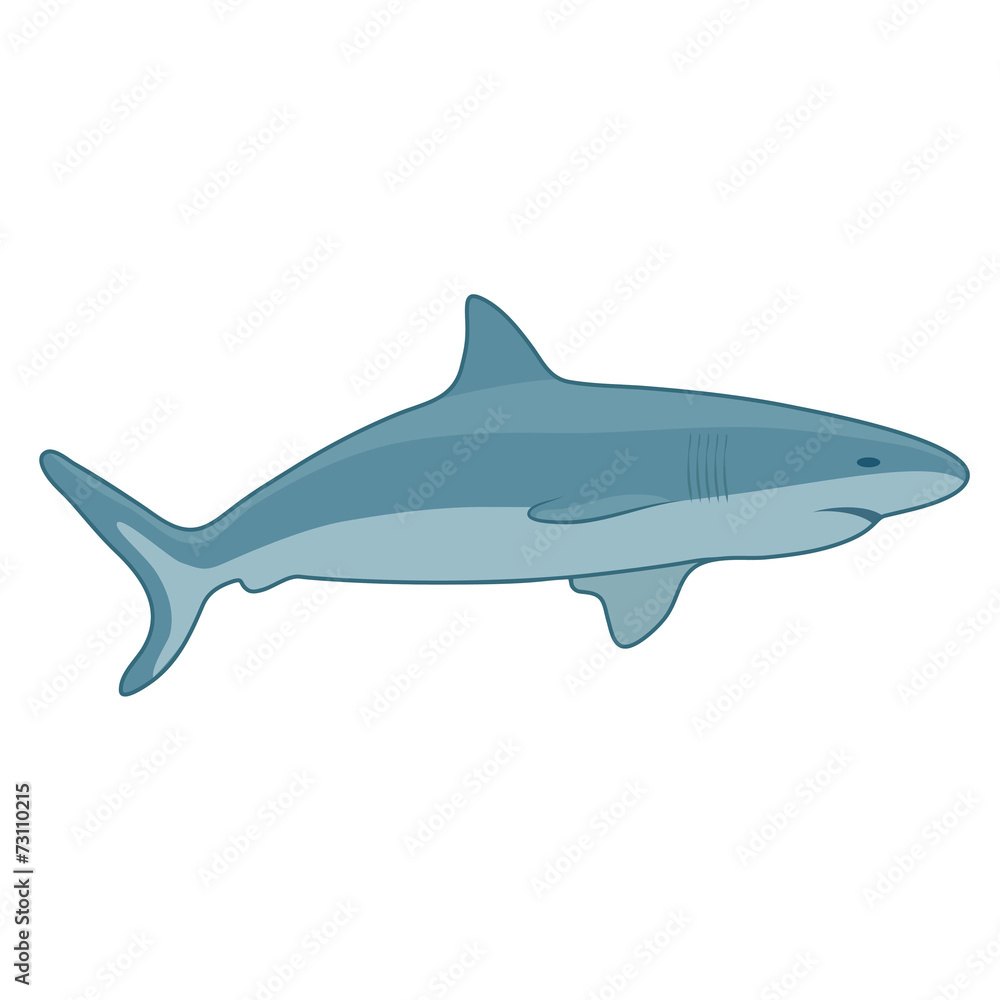 Fototapeta premium shark vector