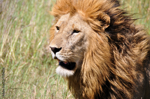 Lio in Serengeti National Park, Tanzania, East-Africa