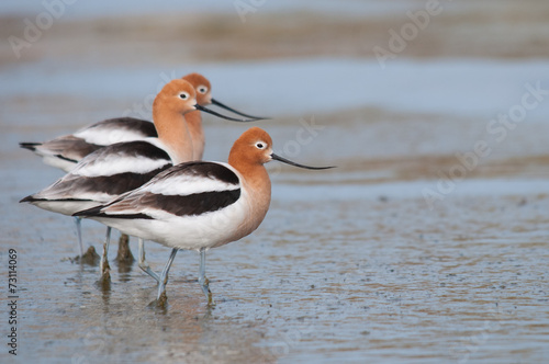 American Avocets