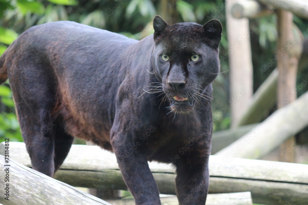 Obraz premium Panthère Noire