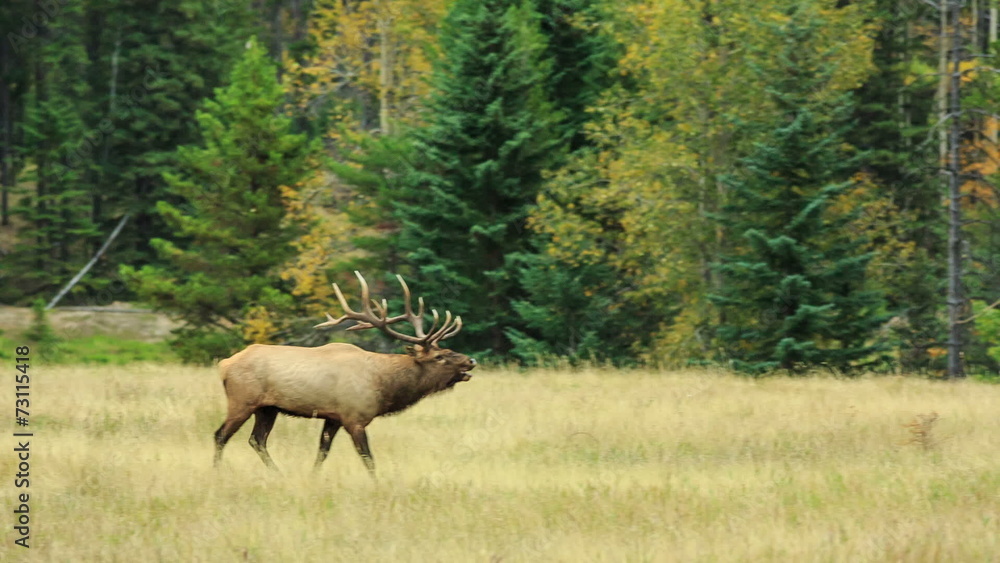 Nature Canada Nature Canada