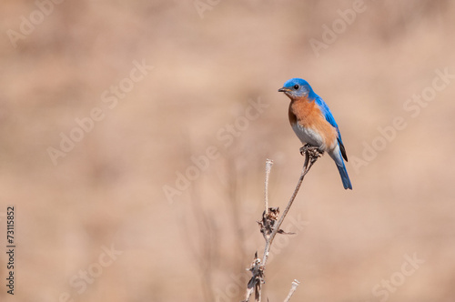 Eastern Bluebird © Paul Sparks