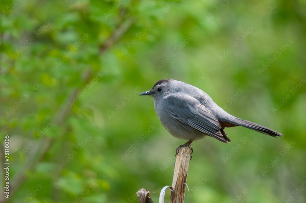 Obraz premium Gray Catbird