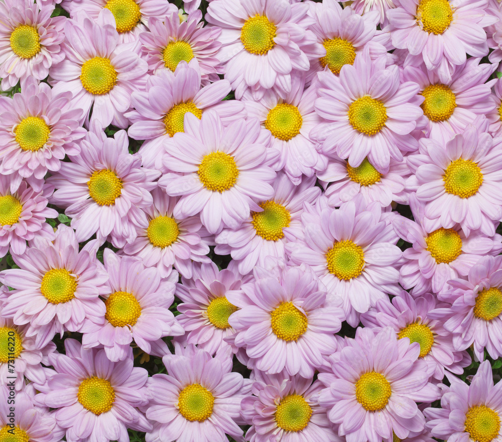 Pink Chrysanthemum background Pink Chrysanthemum background