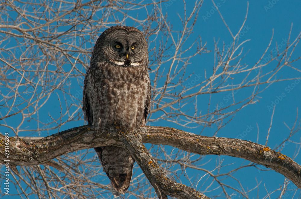 Obraz premium Great Gray Owl