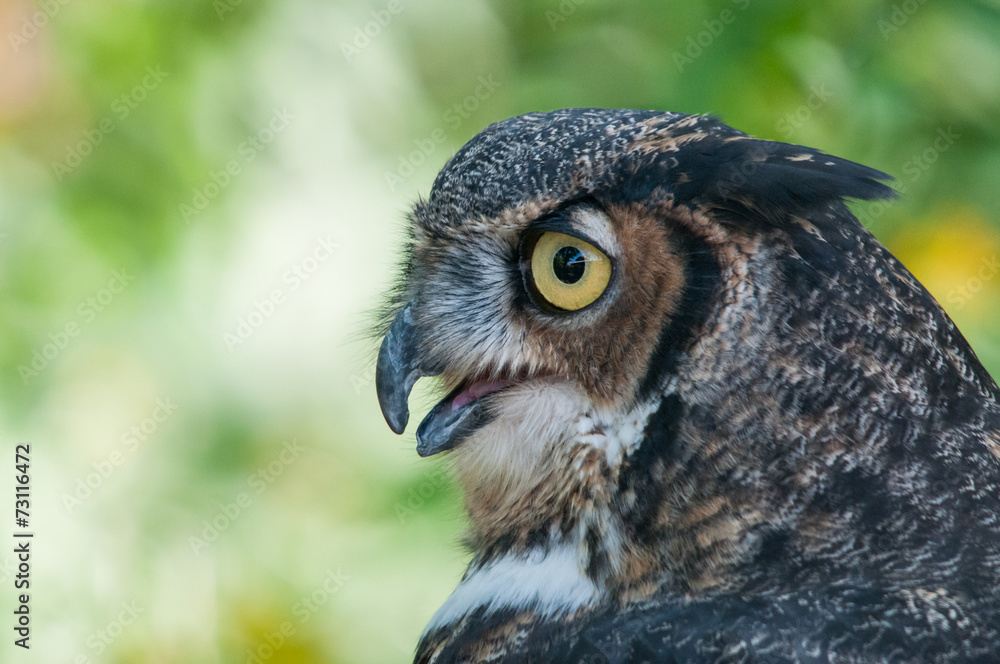 Obraz premium Great Horned Owl