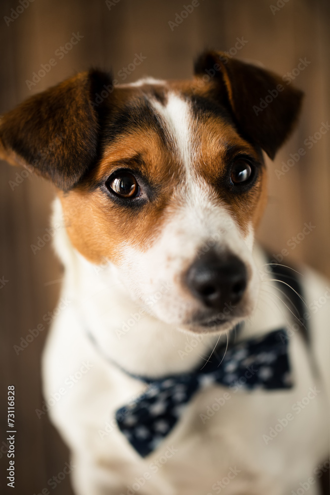 Cute dog with stylish butterfly tie posing for the photo Cute dog with stylish butterfly tie posing for the photo